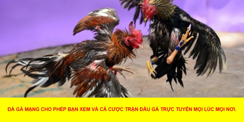 Đá gà mạng là gì và lý do khiến nó ngày càng phổ biến