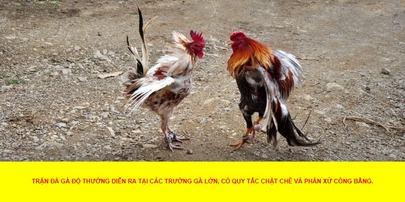 Cách tham gia đá gà độ ăn tiền trực tuyến an toàn và hiệu quả