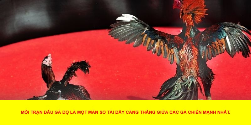 Đá gà độ ăn tiền