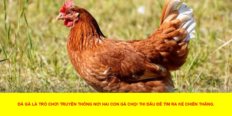 Đá Gà Là Gì?