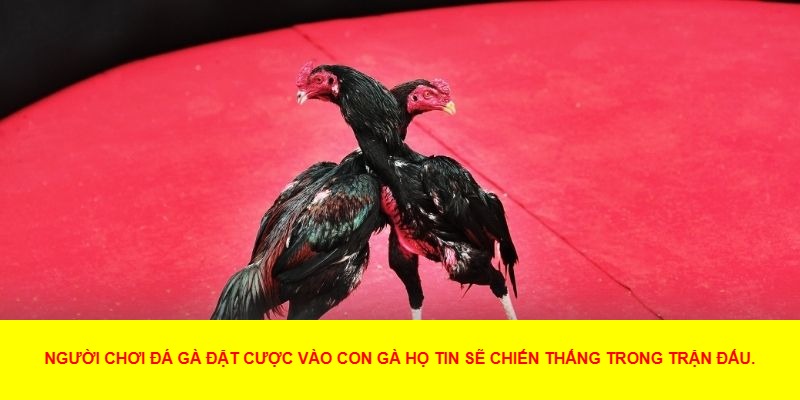 Lý Do Nên Chơi Đá Gà Tại MU88