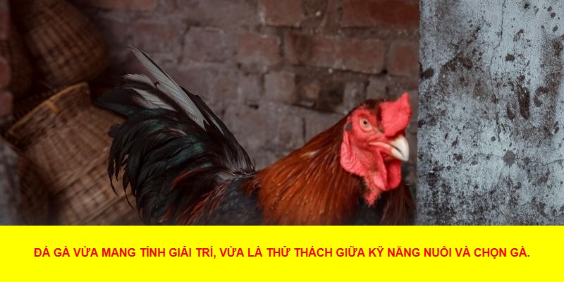 Đá gà là gì