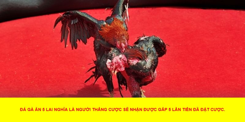 Sự hấp dẫn của kèo đá gà ăn 5 lai