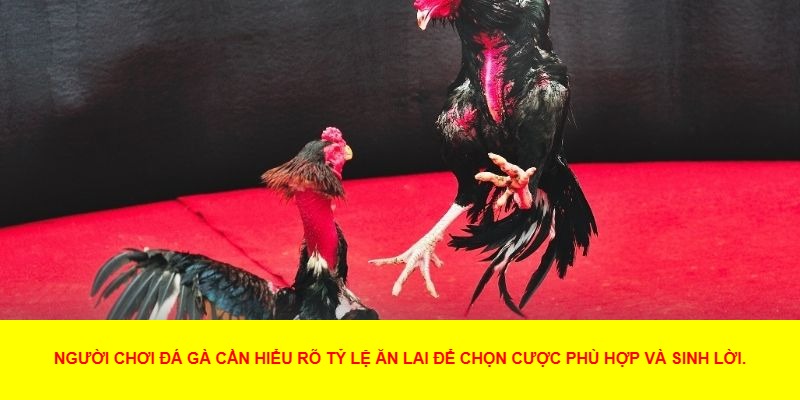 Nghiên cứu về chiến kê trước khi đặt cược