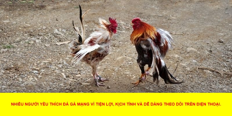 Cách chơi và đặt cược trong đá gà mạng