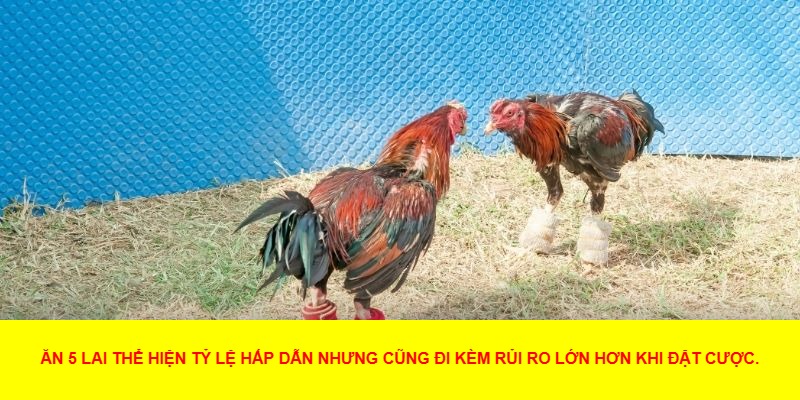 Đá gà ăn 5 lai