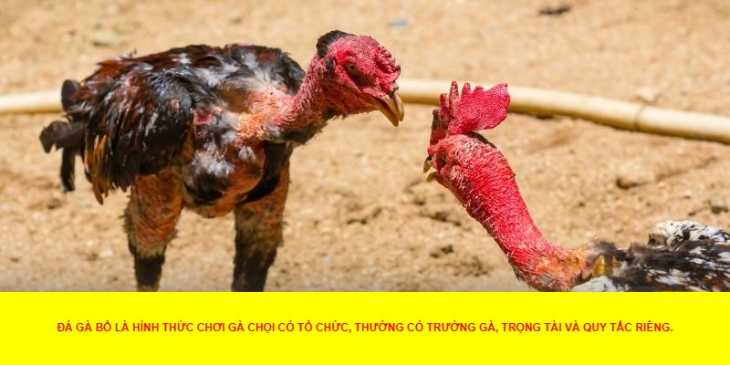 Tính chất của đá gà bồ