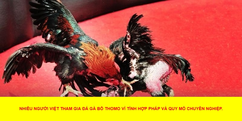 Khuyến Mãi Đặc Biệt