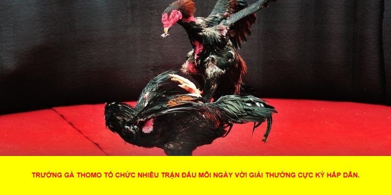 Quan Sát Các Trận Đấu Trước