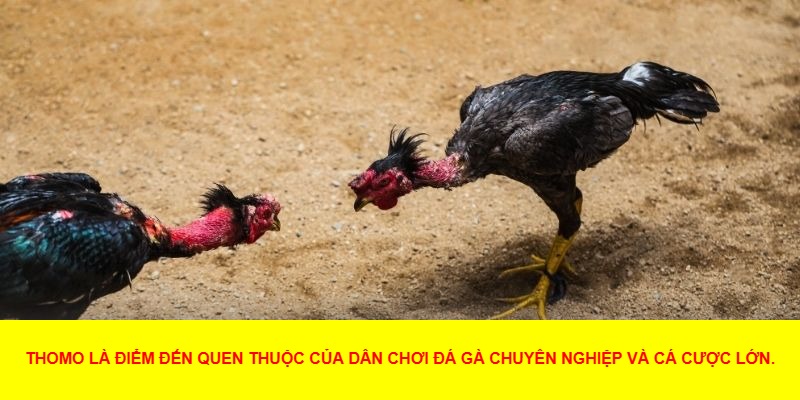 Đá gà bồ thomo