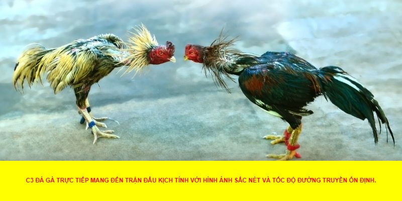 C3 đá gà trực tiếp là gì?