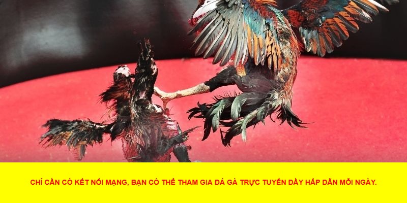 Chơi tại cổng đá gà uy tín, có chính sách bảo mật và hỗ trợ nhanh chóng để tránh mất tiền oan