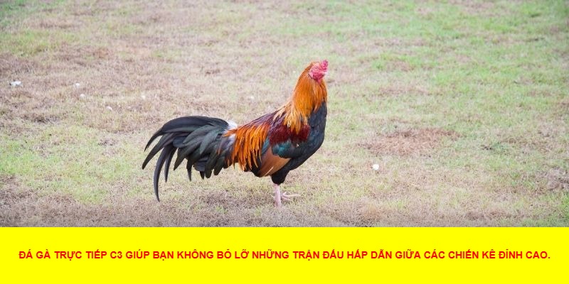 Quản lý vốn cược
