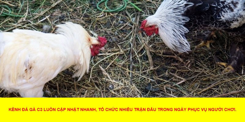 C3 đá gà trực tiếp