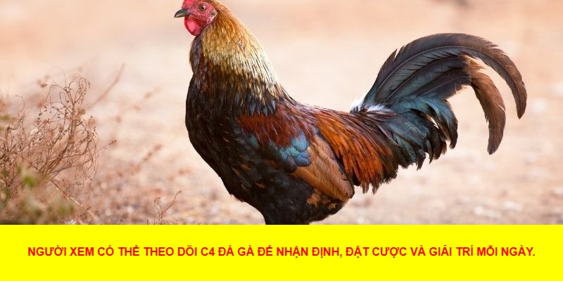 Chọn Con Gà Chiến Lược