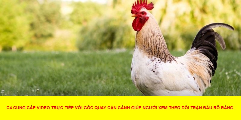 Lý Do Đá Gà C4 Trực Tiếp Thu Hút Người Chơi