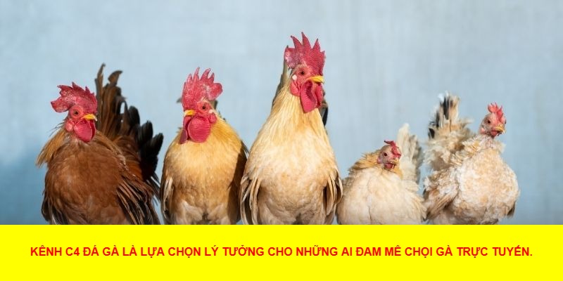 Đá Gà C4 Trực Tiếp Là Gì?