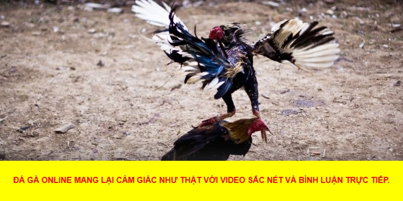 Đá gà mạng
