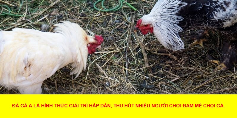 Đá Gà A Là Gì?