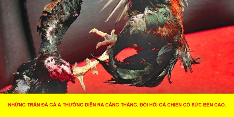 Chọn Trận Đấu Và Đặt Cược