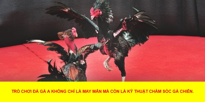 Đá gà A