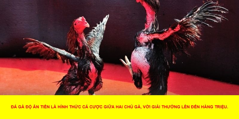 Đá gà độ ăn tiền là gì và điểm khác biệt với các hình thức cá cược khác